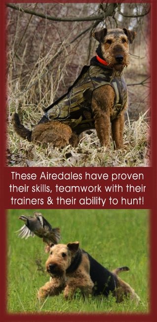 Accomplished Hunting Airedales