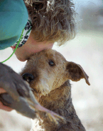 Airedale Companion Hunter