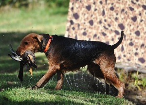 Bruce water retrieve DSC_0733.jpg