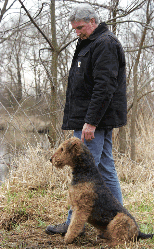 Companion Airedale