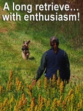 Enthusiastic Airedale retrieving work.jpg