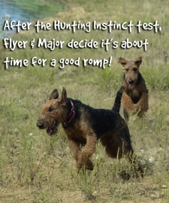 Flyer and Major romping, after the Hunting Instinct Test