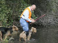Airedale hunting instincts