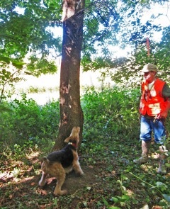 Isaac White's LUCY locates a Raccoon.jpg