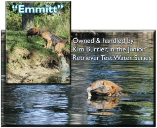Kim Burrier's Emmitt Jr Retriever Test Water Series