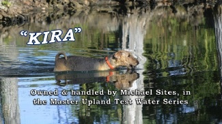 Kira, owned-handled by Michael Sites, in the Master Upland Test water series.jpg