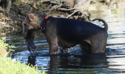 Kira, with her retrieve, in the Master Upland Test water series.jpg