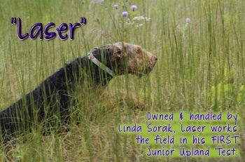 Laser, owned & handled by Linda Sorak