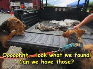 Mikey and China, spy some birds in the back of the truck.jpg