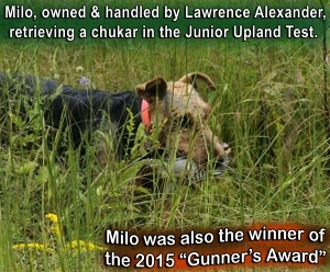 Milo - winner of 2015 Gunner's Award..jpg