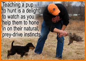 Teaching an Airedale pup to hunt
