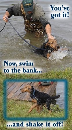 Airedale pup learning to swim