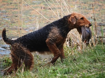 Scarlett in HRC test 2015.jpg