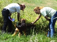 Looking for chukar: Tuck with owner/handler Diane Cullen