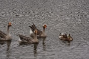 _DSC3211-001