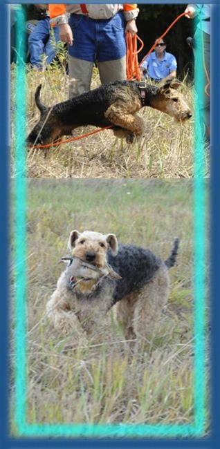 Airedale pups learning to hunt